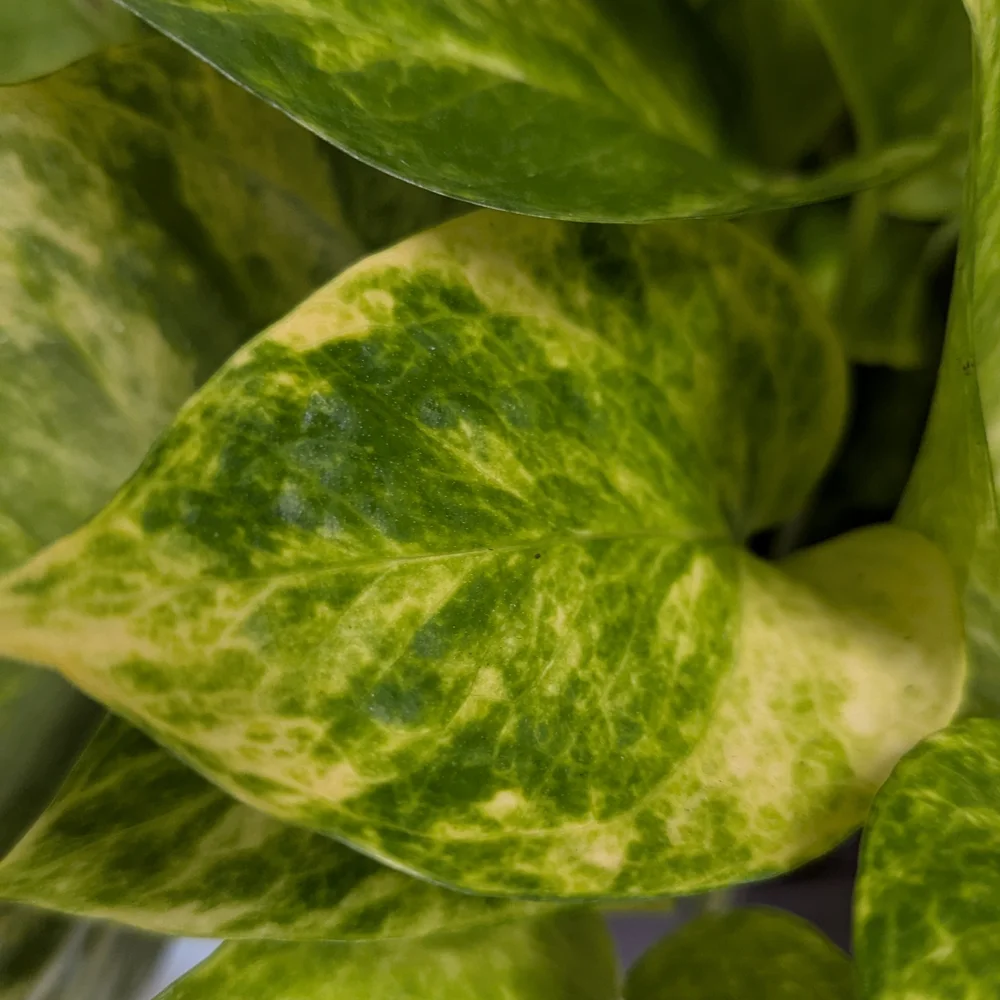 Pothos Plant Cuttings For Party Favors. Individually Wrapped Set Of Ten.